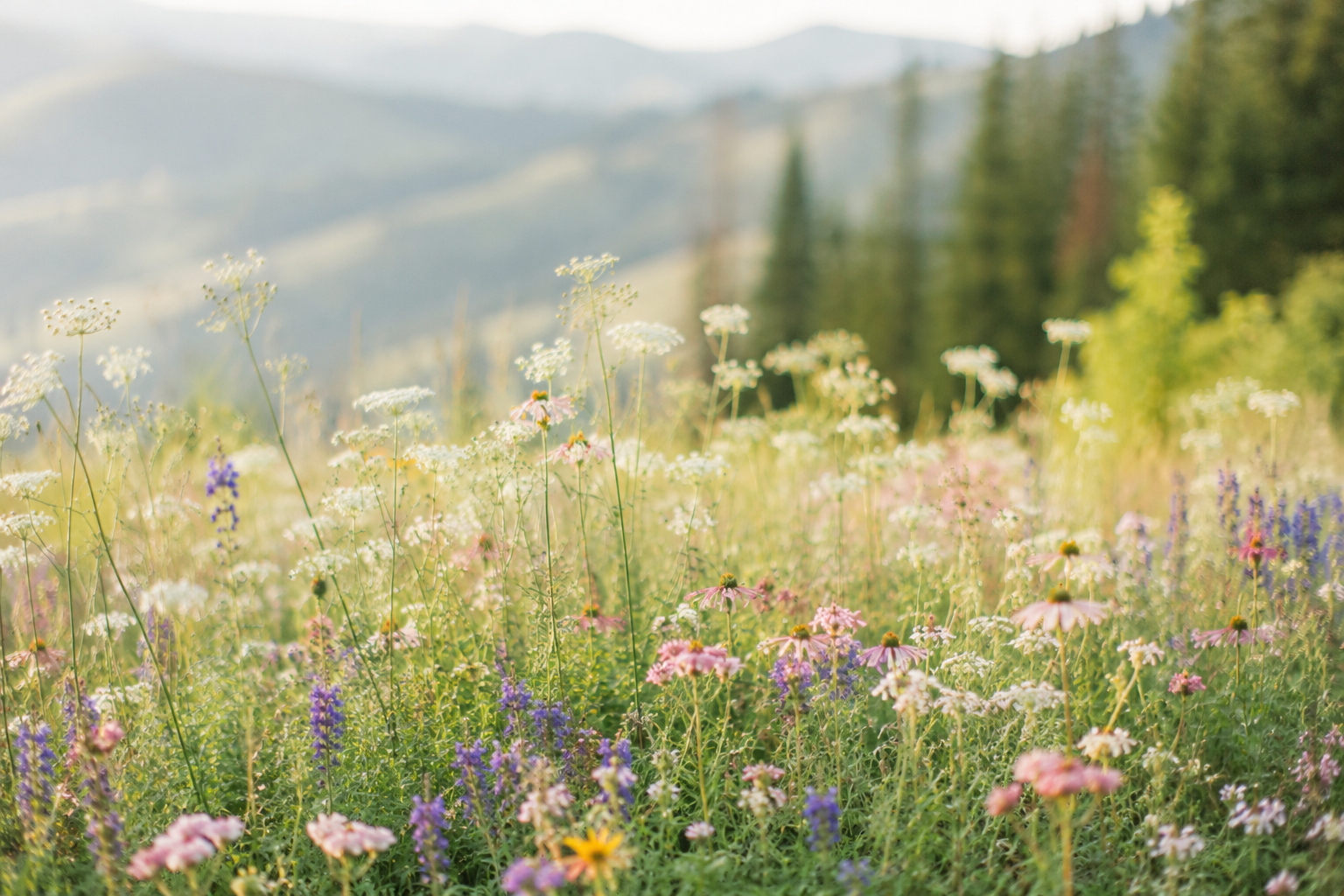 A mountain meadow of wildflowers in soft morning light